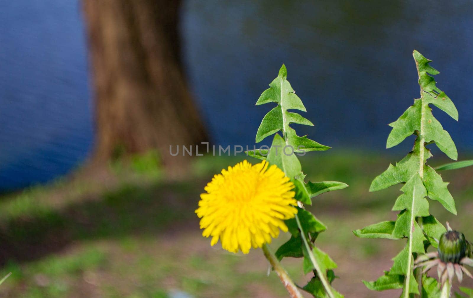 Yellow flowers of dandelions in green backgrounds. Spring and summer background. by milastokerpro
