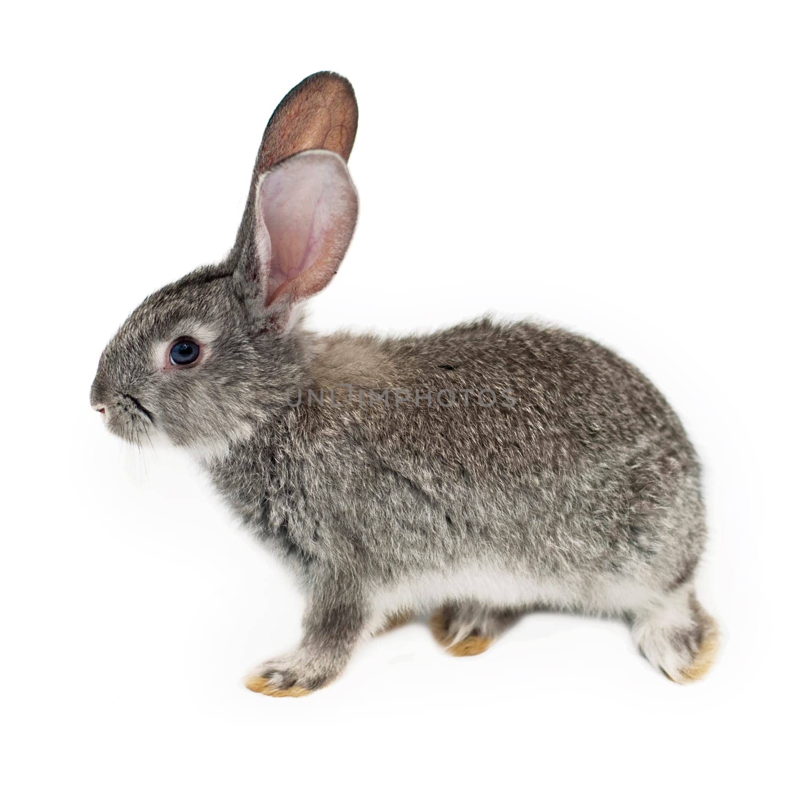 Organic livestock. Young gray rabbit isolated on a white background. by aprilphoto