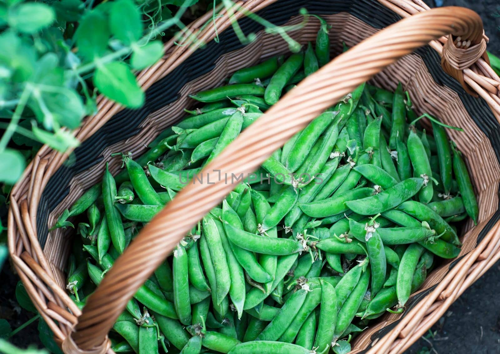 Raw pods of green sugar peas in baskets are harvested in the garden by aprilphoto