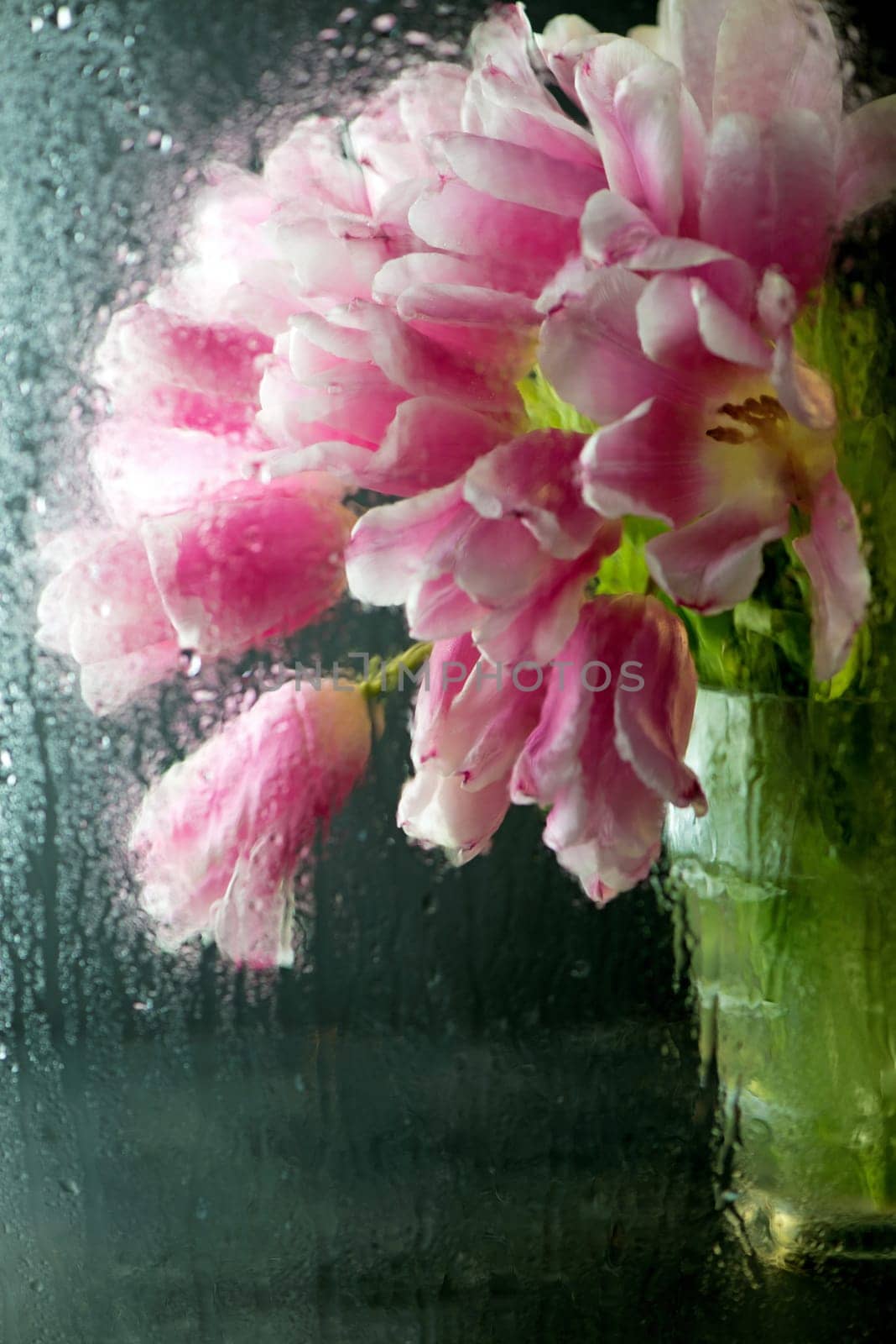 Beautiful fresh spring bouquet with tulips through the glass with rain drops. Fresh spring background. Perfect postcard for Mother's Day, International Woman's Day. by aprilphoto
