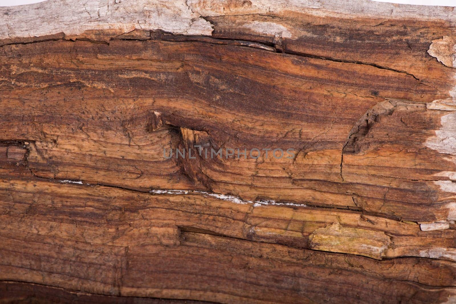 Concept Nature and production of wood products. texture of bark wood use as natural background