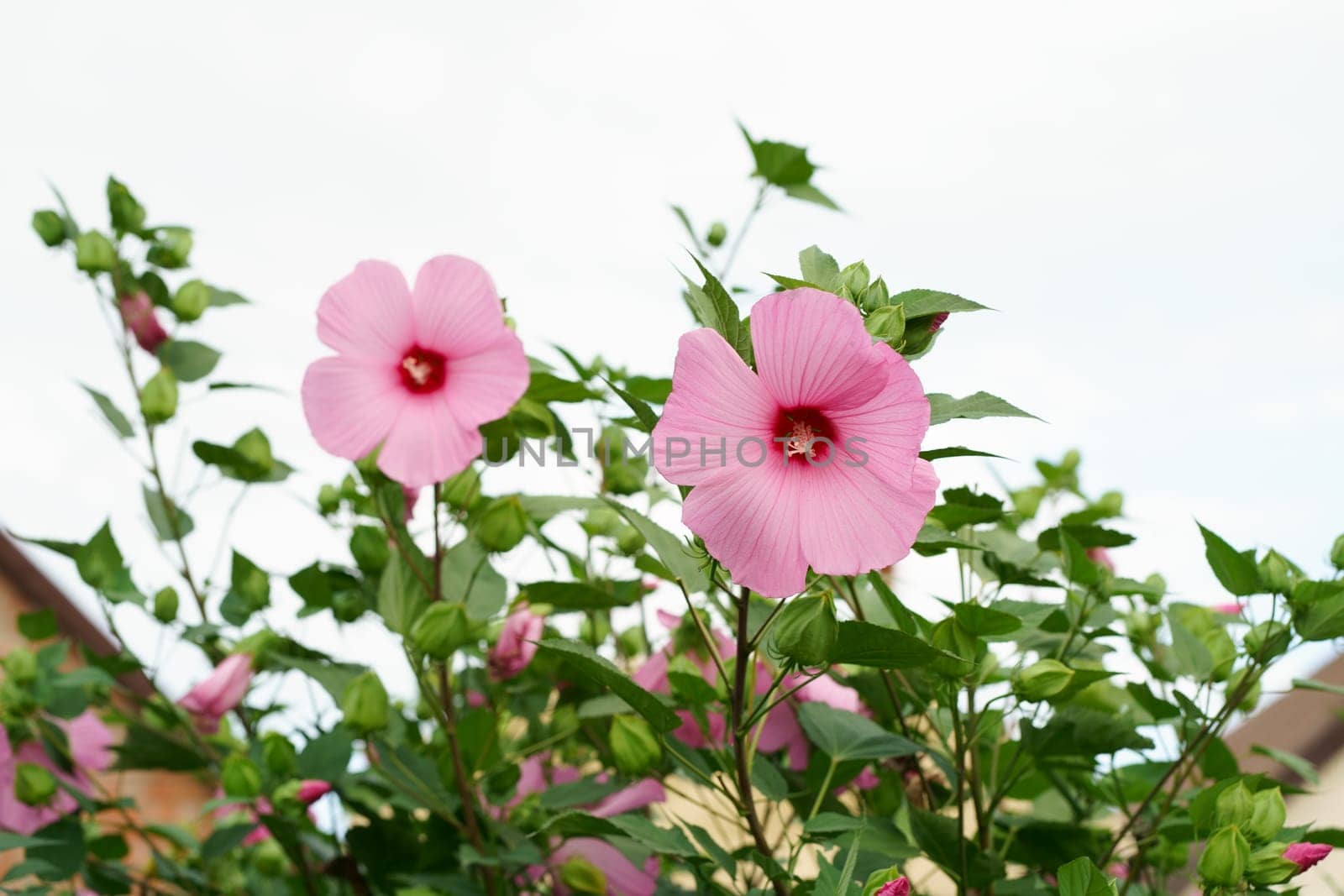 A large purple hibiscus flower on a floral background hibiscus moscheutos . Rose Mallow