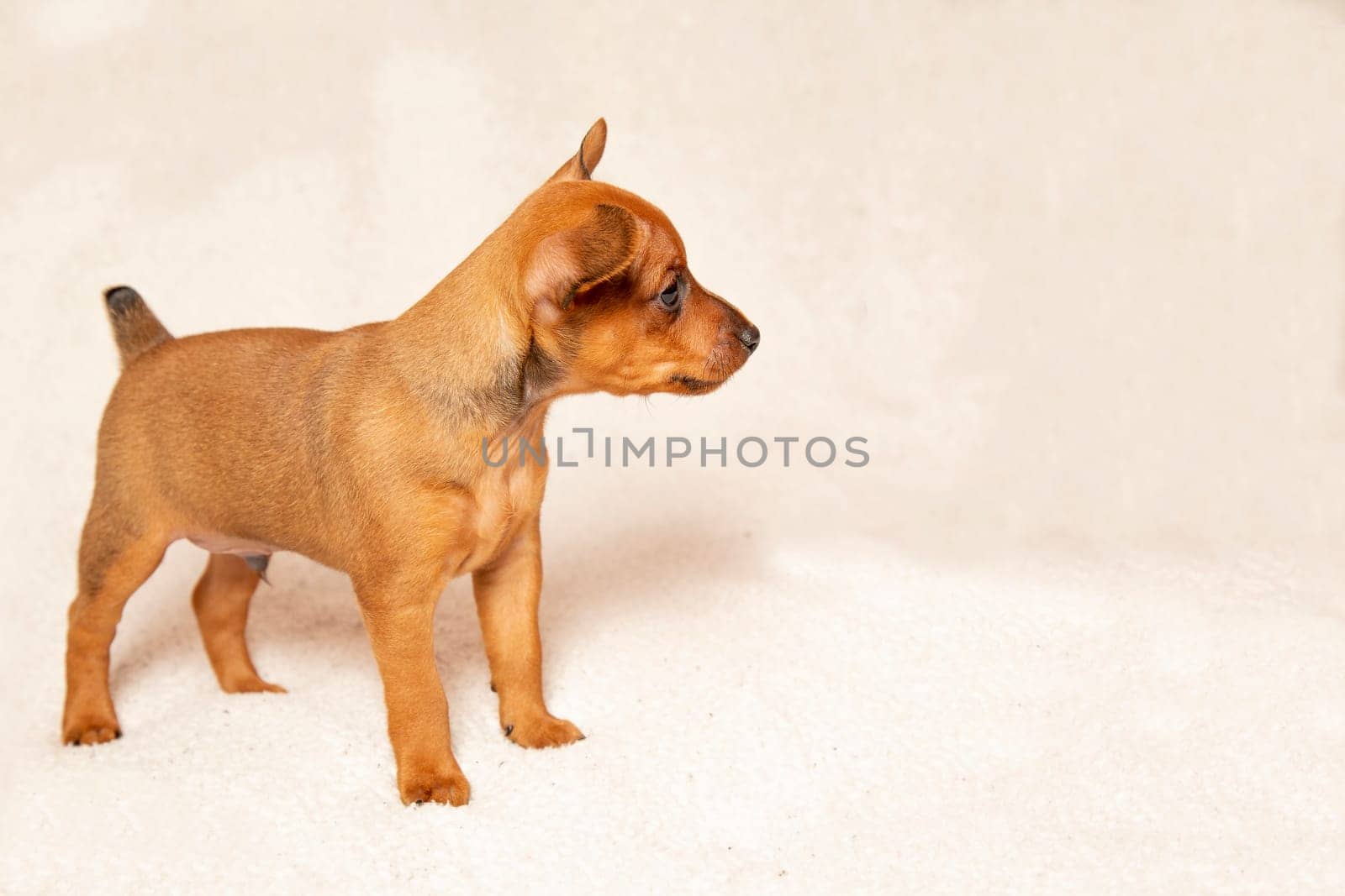 The little dog stands and looks away. Cute puppy on a light background, pinscher. A pet. Copy space.