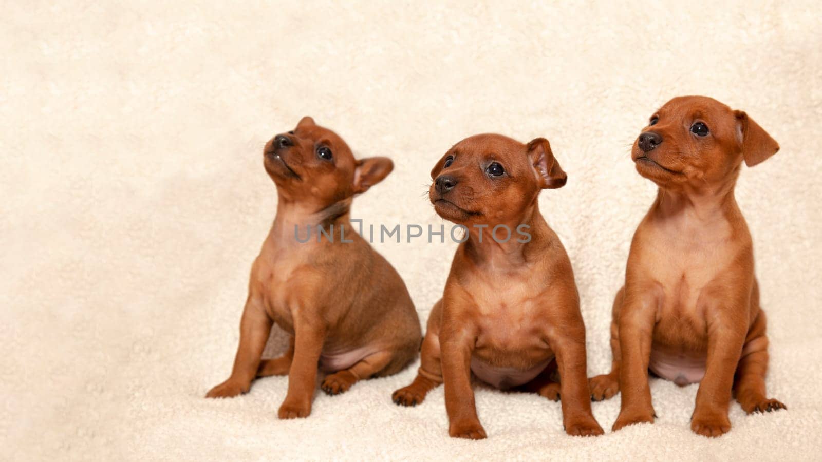 Three adorable puppies on a light background. A group of small dogs. The cubs of the dog. Pets.