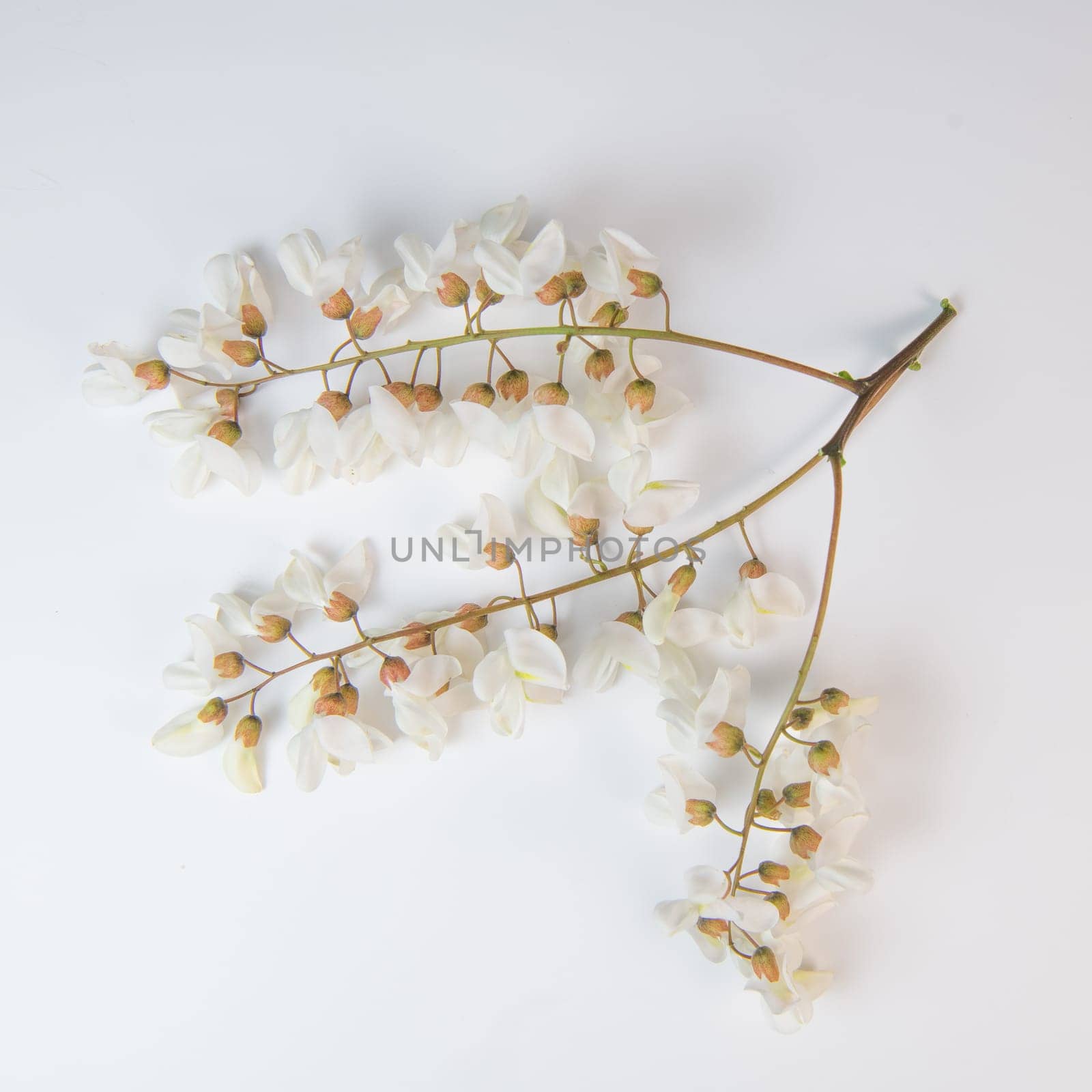 Blossoming acacia with leafs isolated on white background, Acacia flowers, Robinia pseudoacacia, White acacia, High quality photo