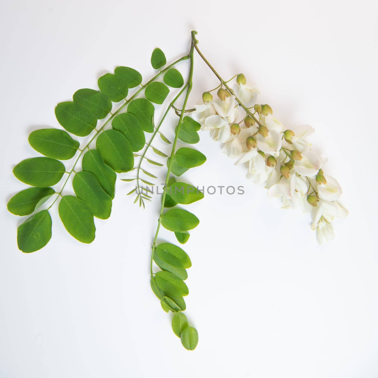 Blossoming acacia with leafs isolated on white background, Acacia flowers, Robinia pseudoacacia, White acacia, High quality photo