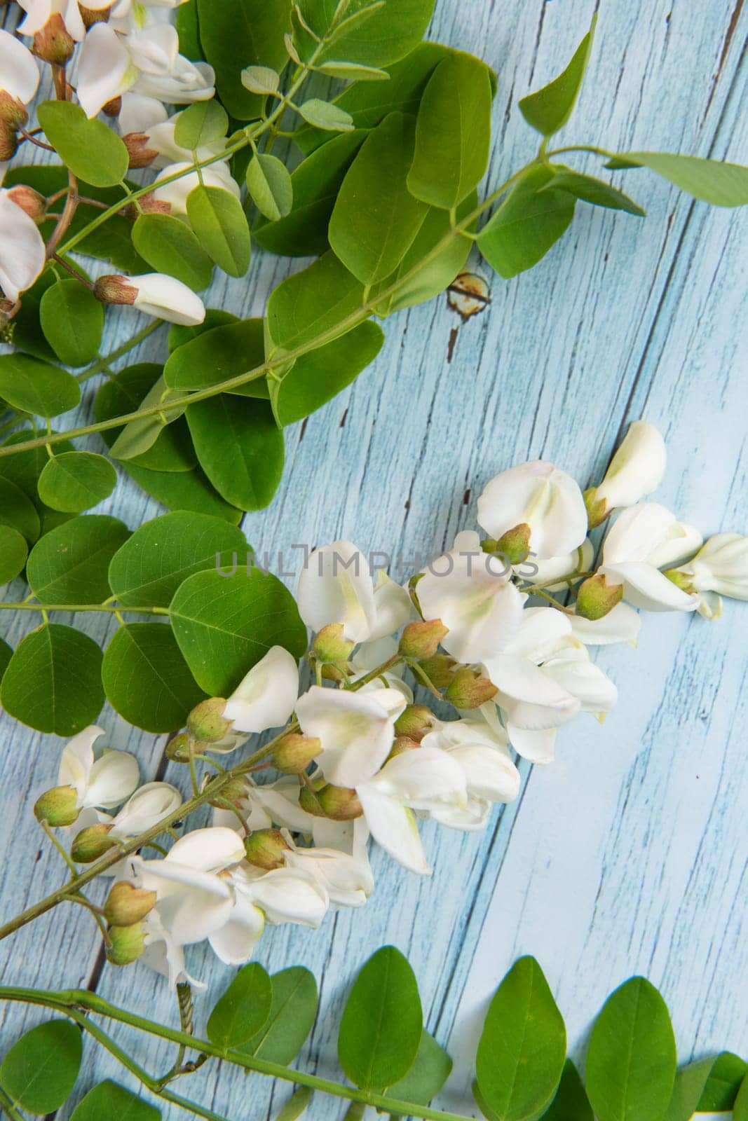 Blossoming acacia with leafs isolated on blue background, Acacia flowers, Robinia pseudoacacia, White acacia, High quality photo