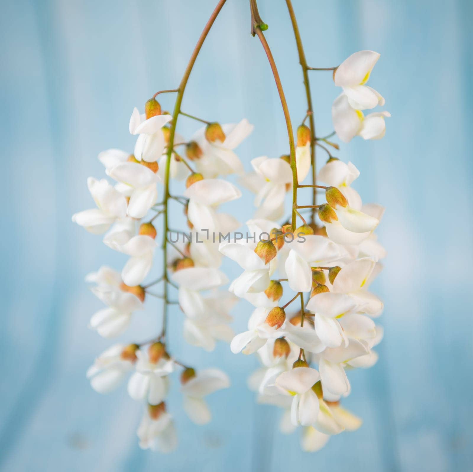 Blossoming acacia with leafs isolated on blue background, Acacia flowers, Robinia pseudoacacia, White acacia, High quality photo