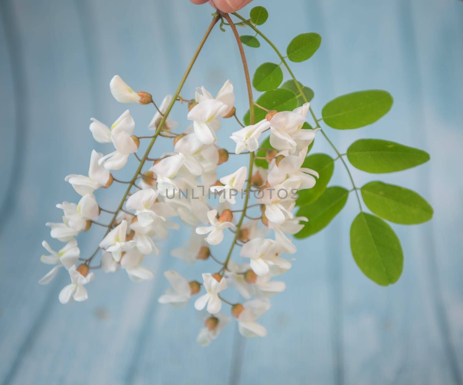 Blossoming acacia with leafs isolated on blue background, Acacia flowers, Robinia pseudoacacia, White acacia, High quality photo