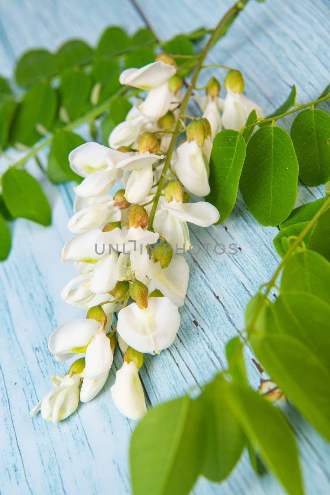 Blossoming acacia with leafs isolated on blue background, Acacia flowers, Robinia pseudoacacia, White acacia, High quality photo