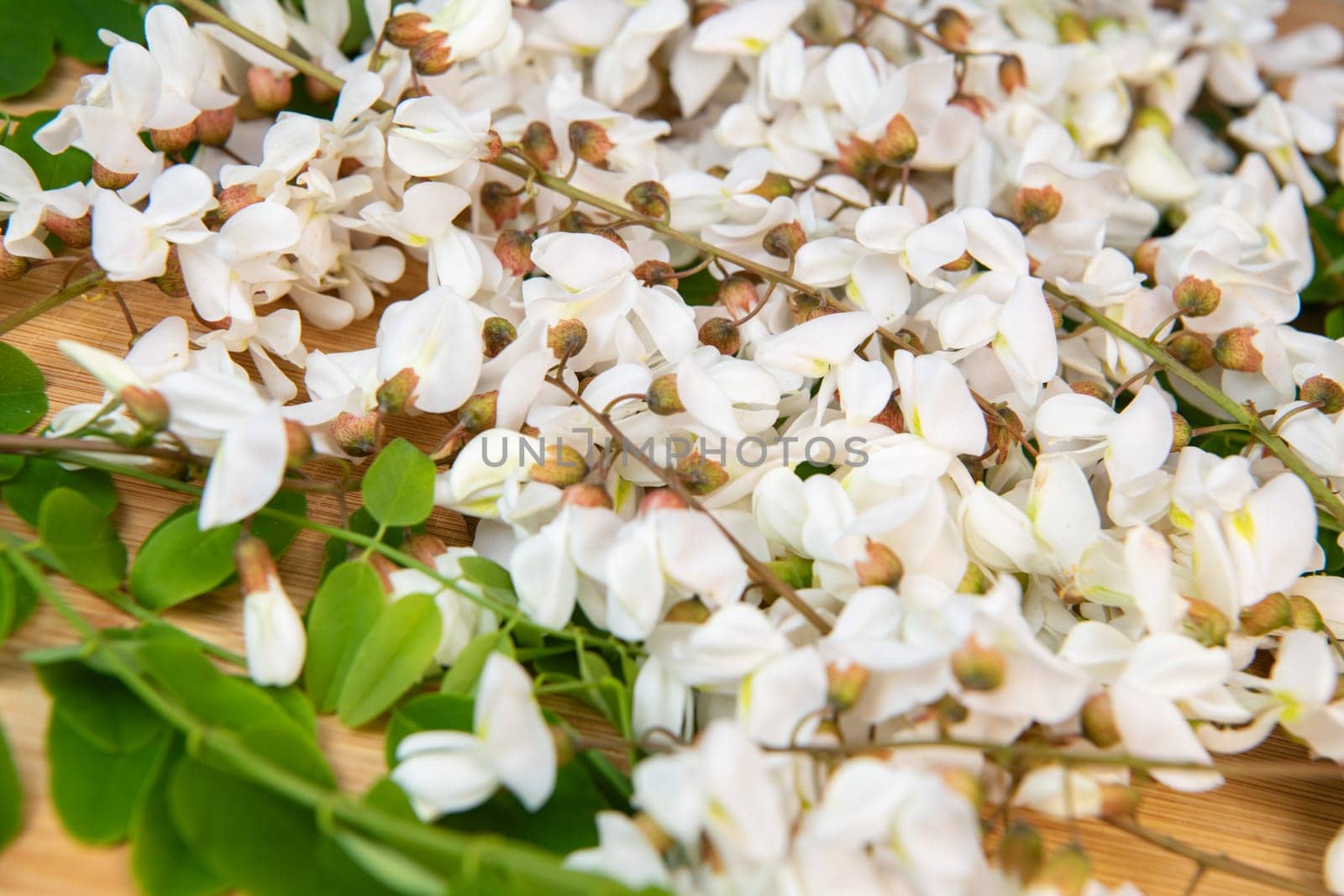 Blossoming acacia with leafs isolated on wood background, Acacia flowers, Robinia pseudoacacia, White acacia, High quality photo