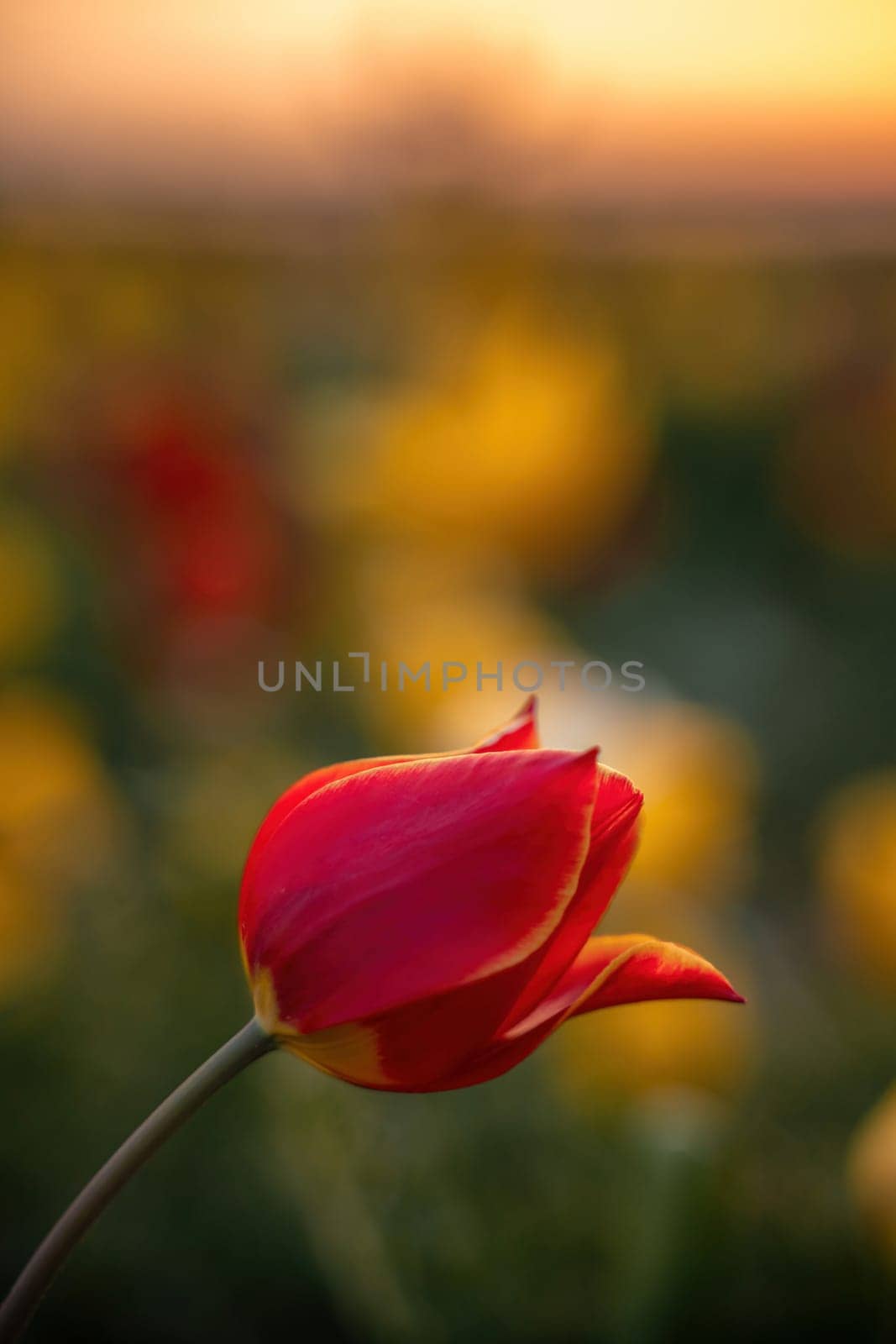 Wild tulip flowers at sunset, natural seasonal background. Multi-colored tulips Tulipa schrenkii in their natural habitat, listed in the Red Book. by Matiunina