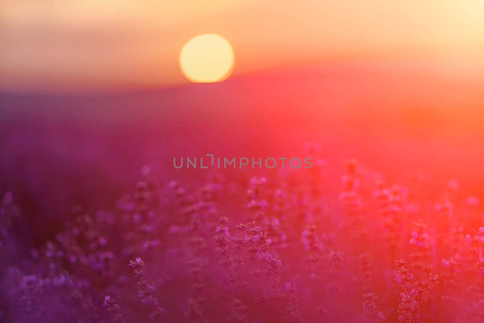 Blooming lavender in a field at sunset in Provence. Fantastic summer mood, floral sunset landscape of meadow lavender flowers. Peaceful bright and relaxing nature scenery. by Matiunina