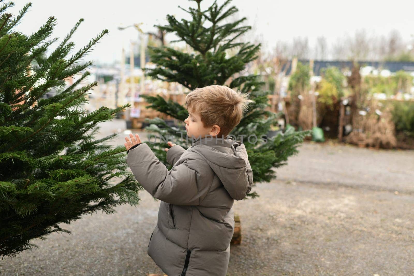 A boy chooses a Christmas tree in the market.