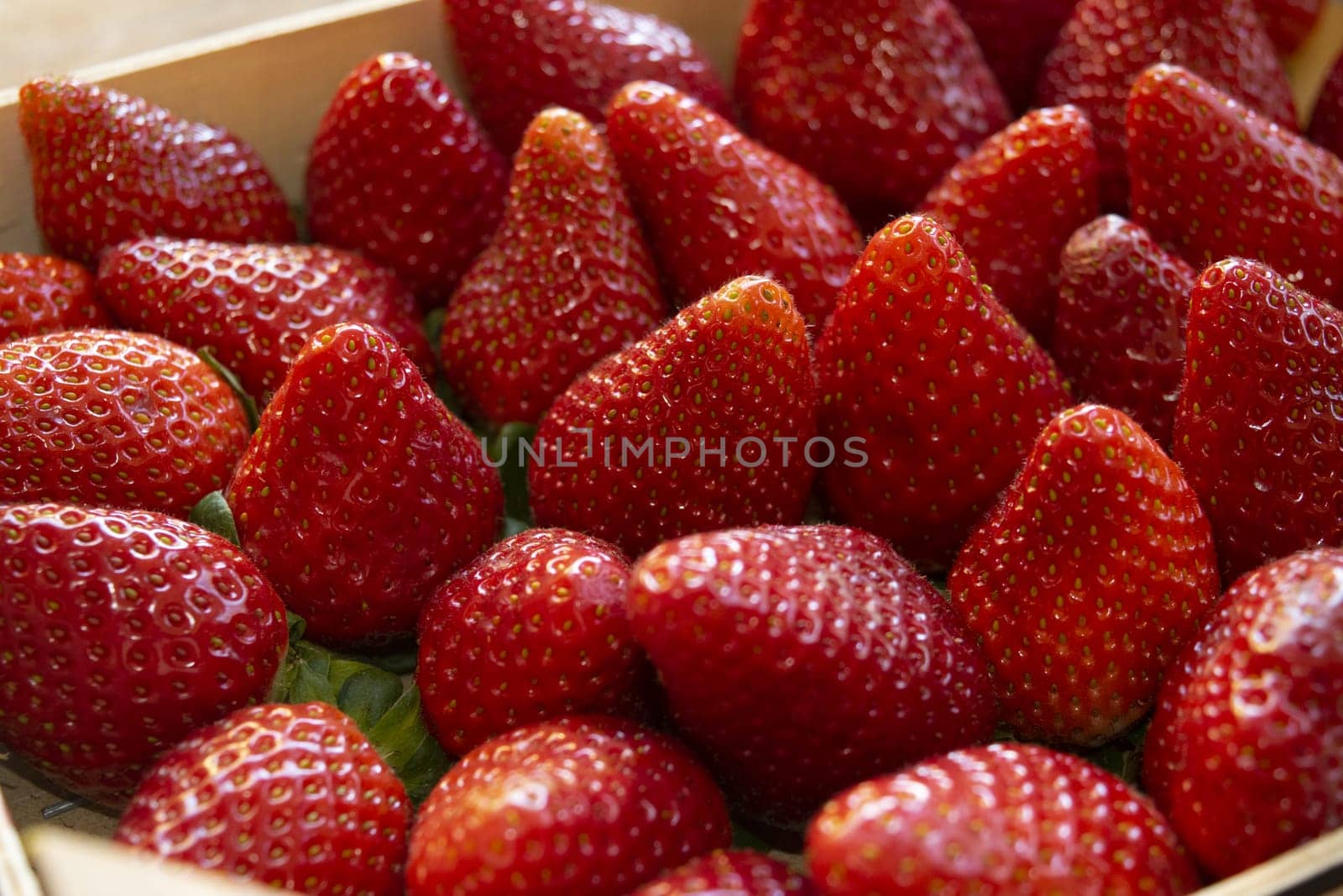 freshly picked ripe and fresh strawberries