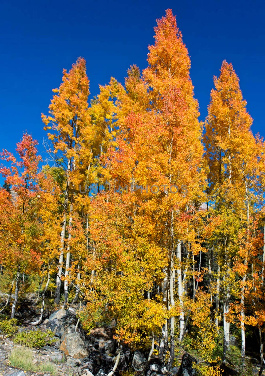 Beautiful Aspen autumn pictures by TravelSync27
