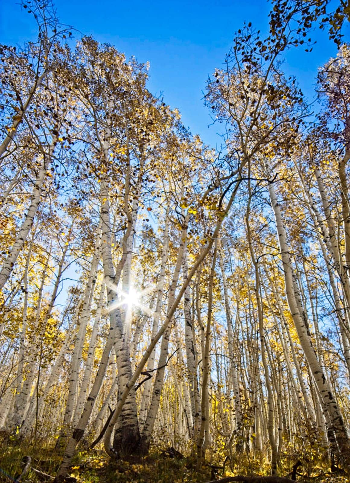 Beautiful Aspen autumn pictures by TravelSync27
