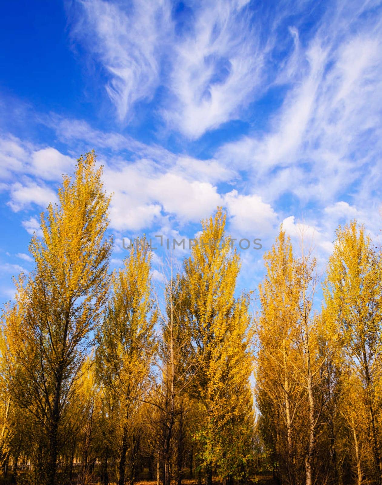 Beautiful Aspen autumn pictures by TravelSync27