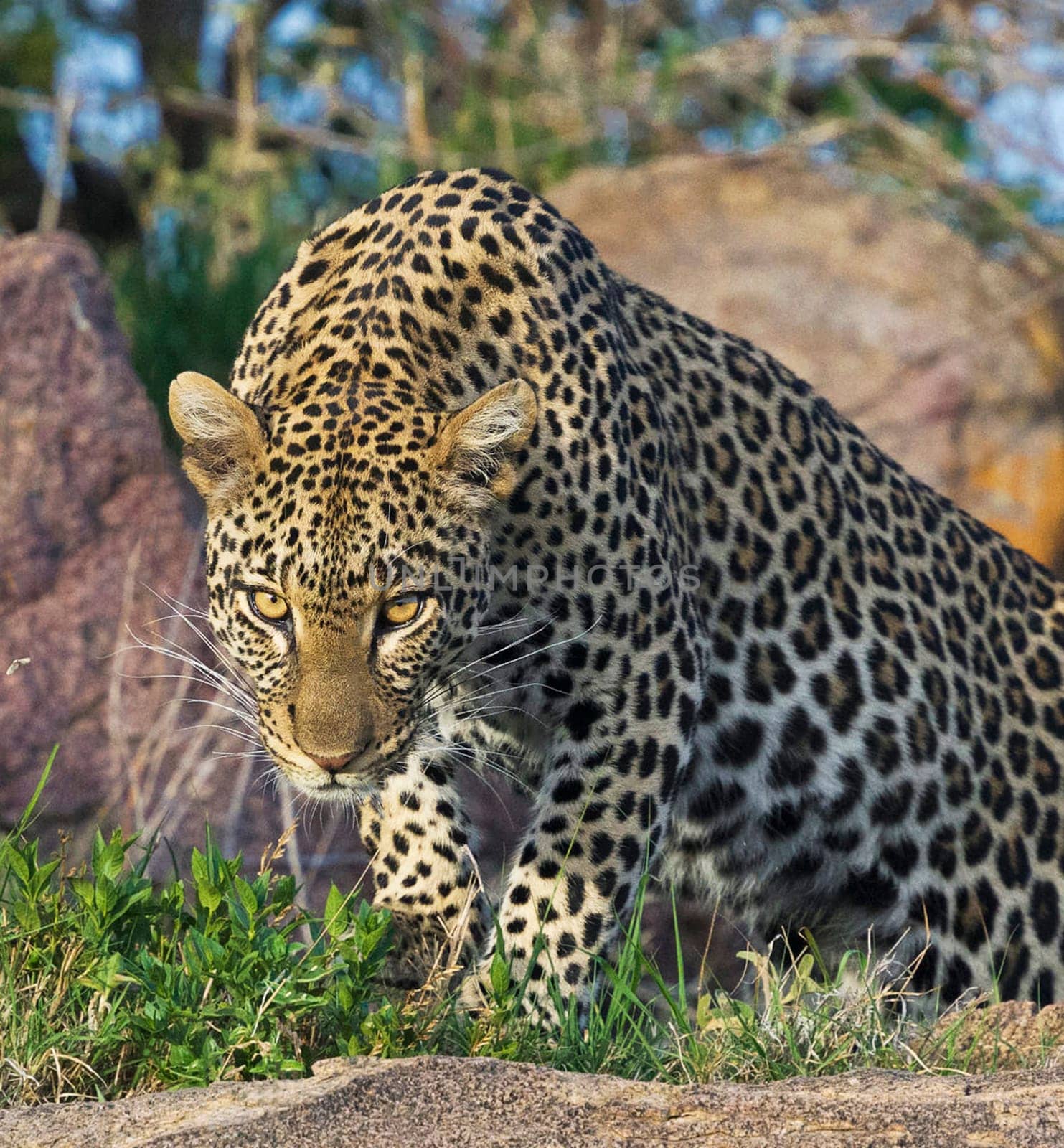 Beautiful and Breathtaking wildlife in Tanzania