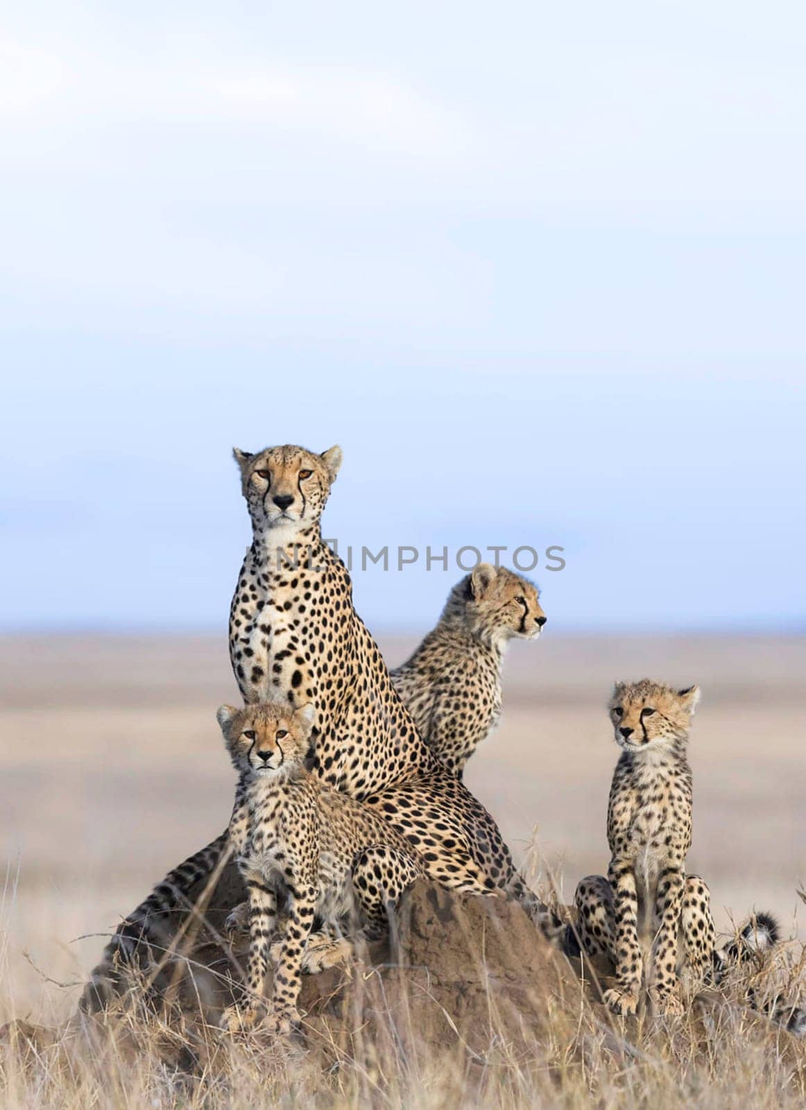 Beautiful and Breathtaking wildlife in Tanzania
