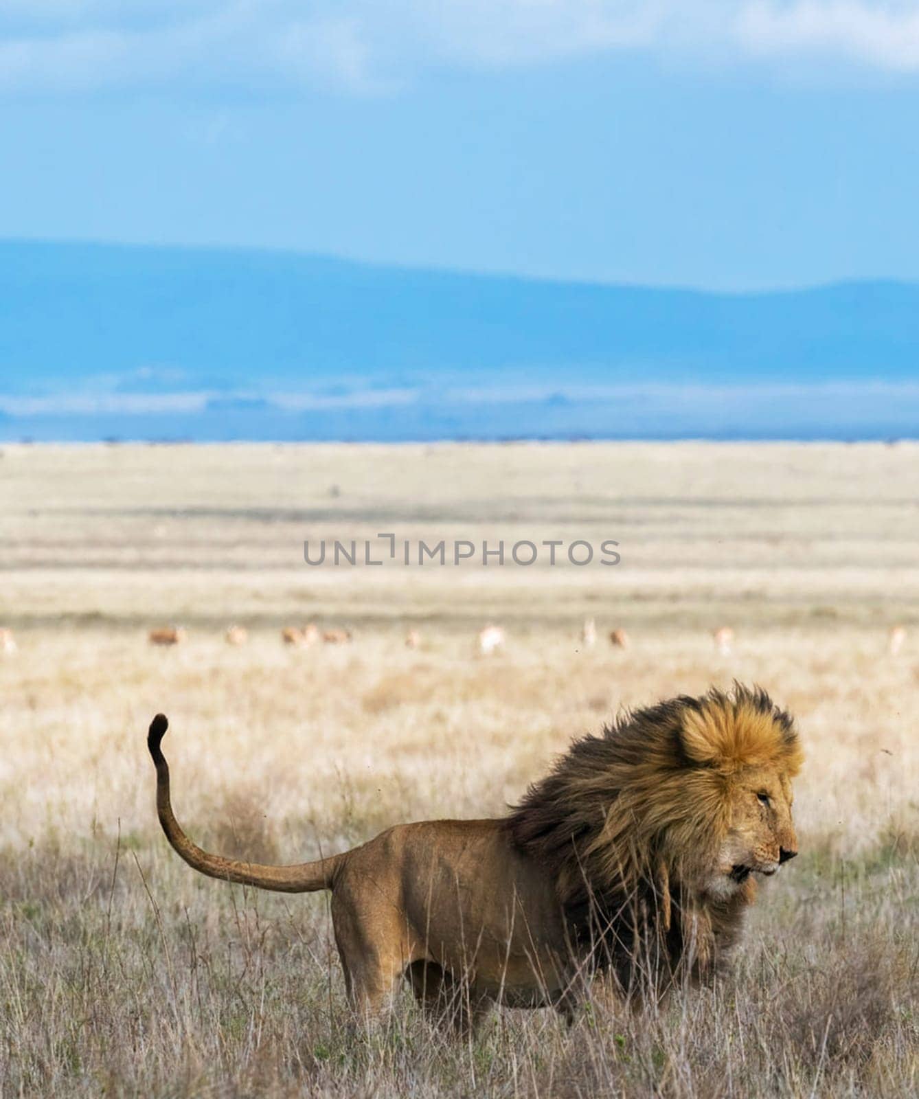 Beautiful Tanzania wildlife pictures by TravelSync27