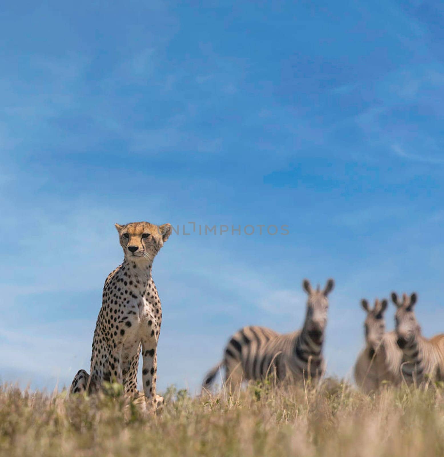 Creative Tanzania wildlife pictures