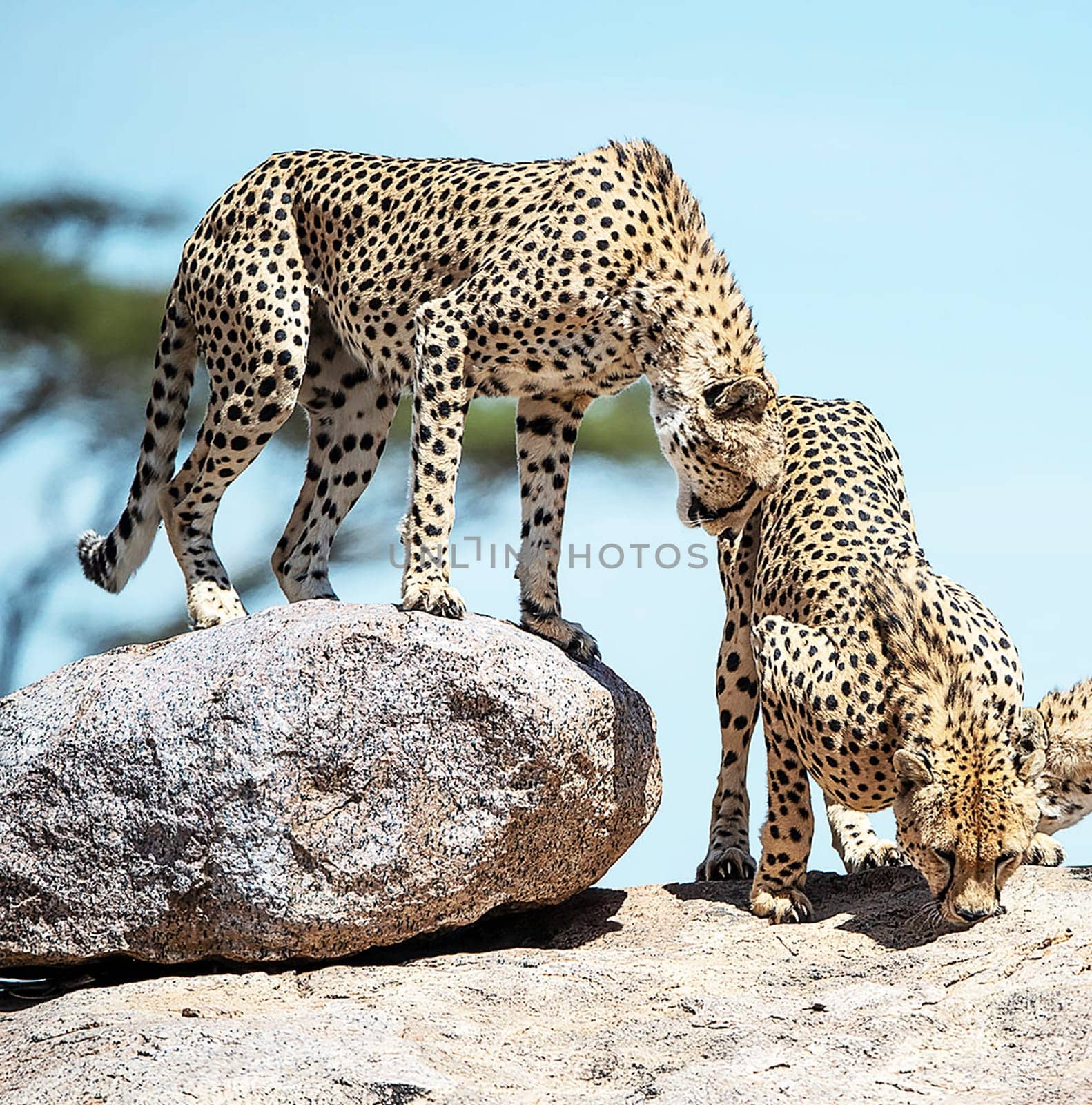 Beautiful Tanzania wildlife pictures by TravelSync27