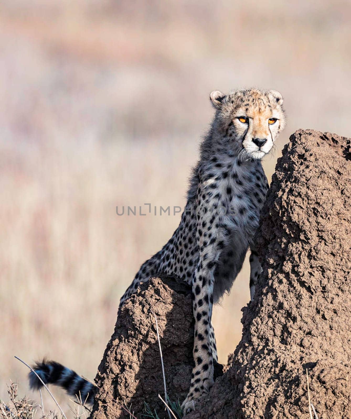 Creative Tanzania wildlife pictures