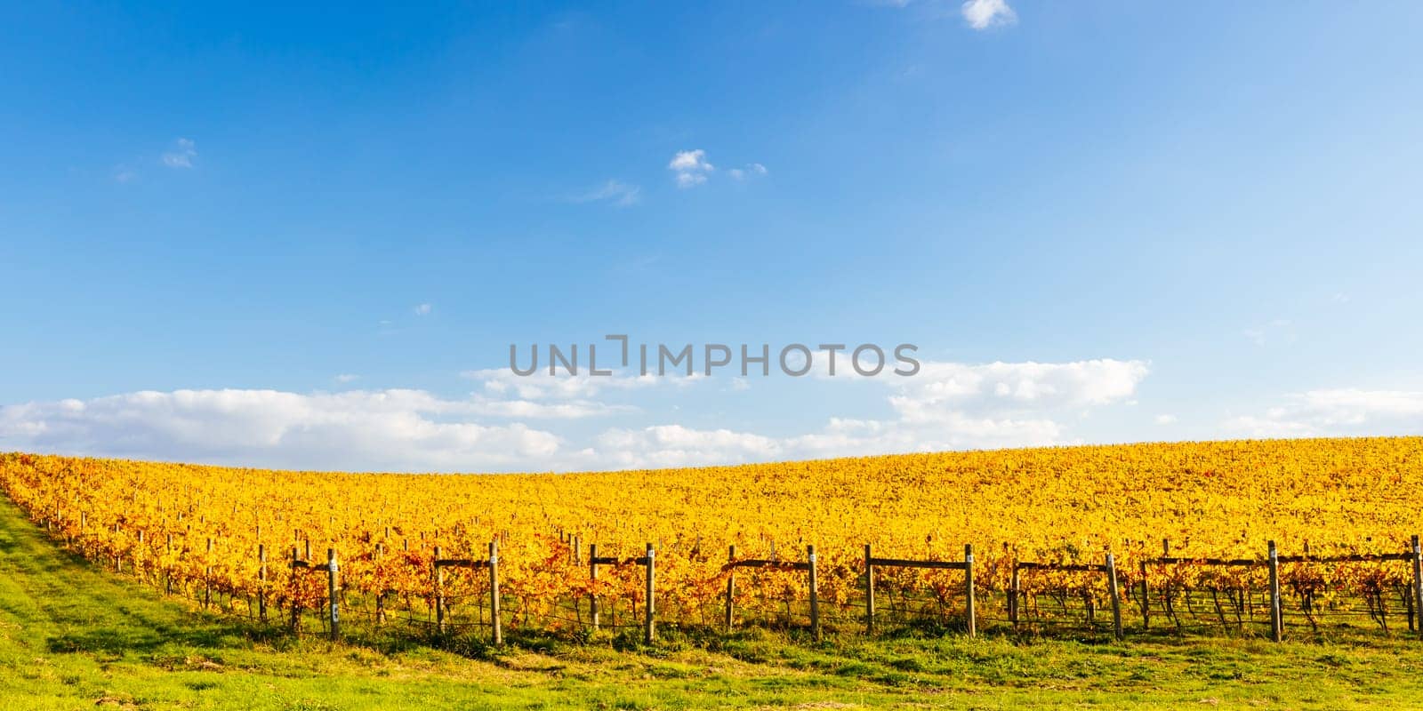 Late afternoon autumn sun over vines in the Yarra Valley near Yarra Glen, Victoria, Australia
