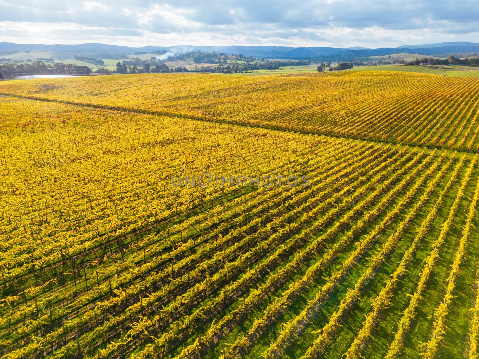 Late afternoon autumn sun over vines in the Yarra Valley near Yarra Glen, Victoria, Australia