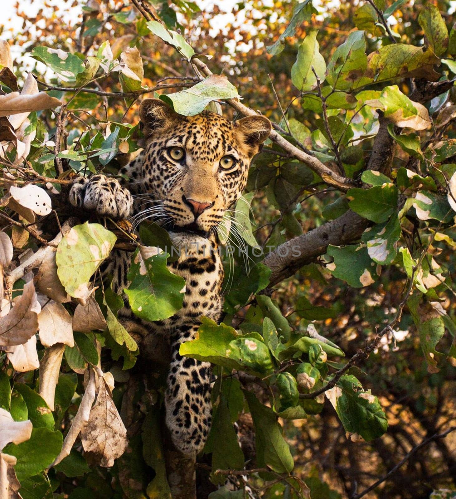 Creative Luangwa, Zambia wildlife pictures