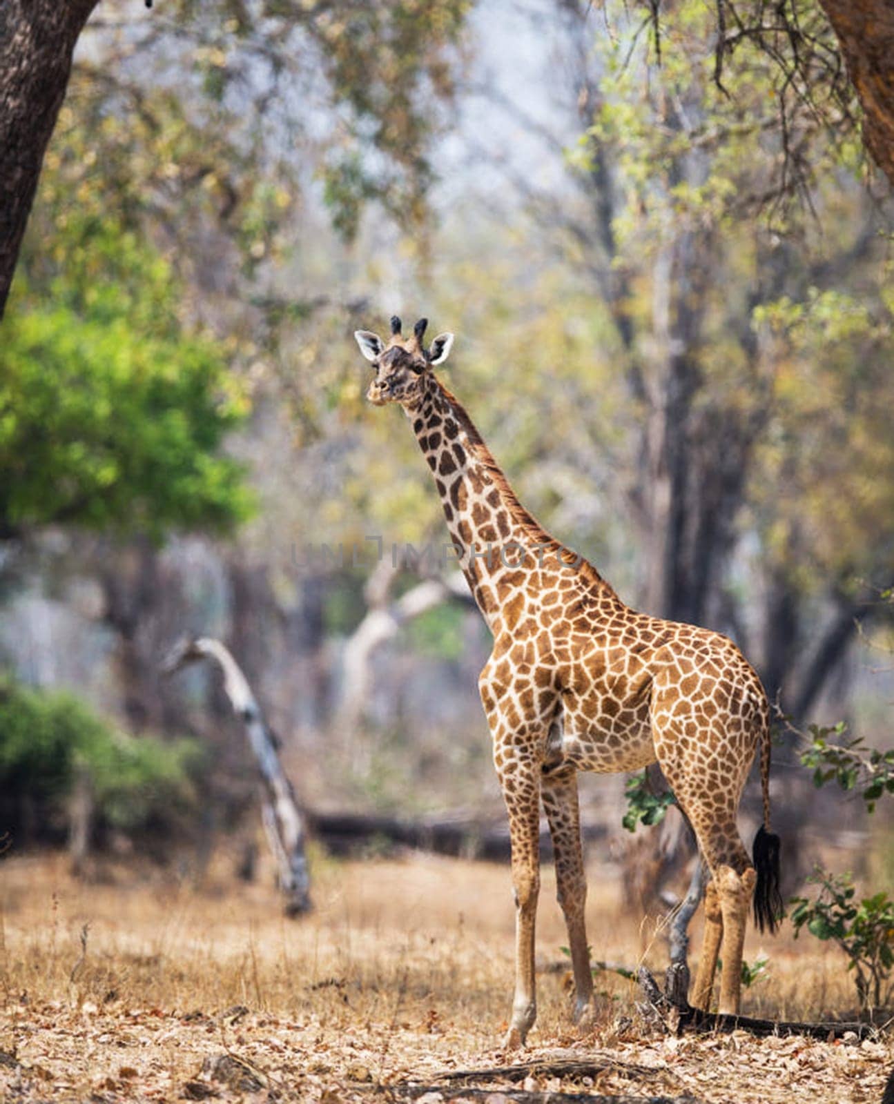Magical Luangwa, Zambia wildlife pictures