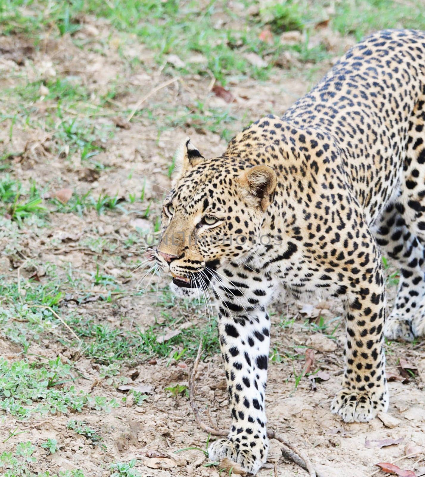 Magical Luangwa, Zambia wildlife pictures