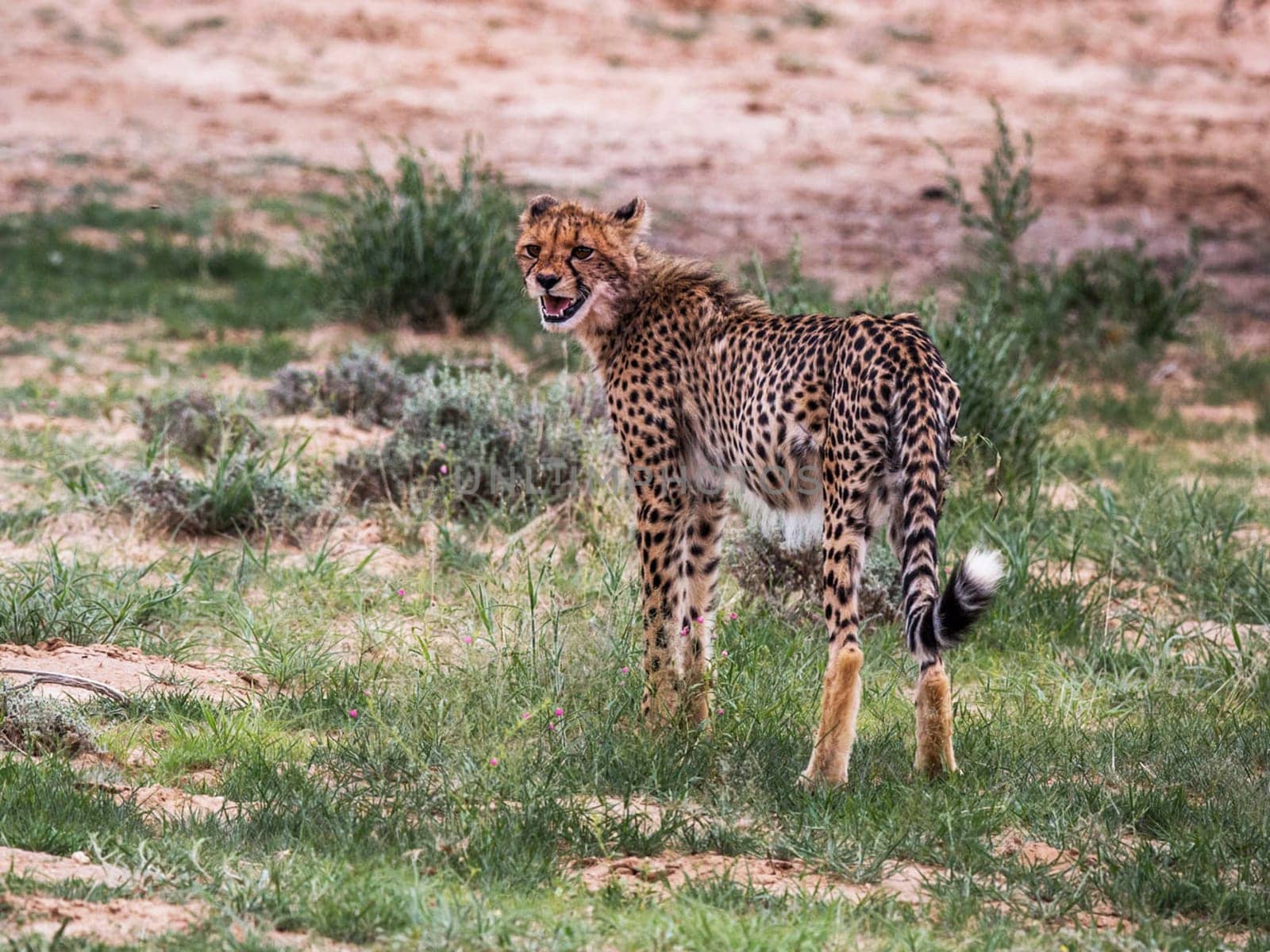 Magical Luangwa, Zambia wildlife pictures