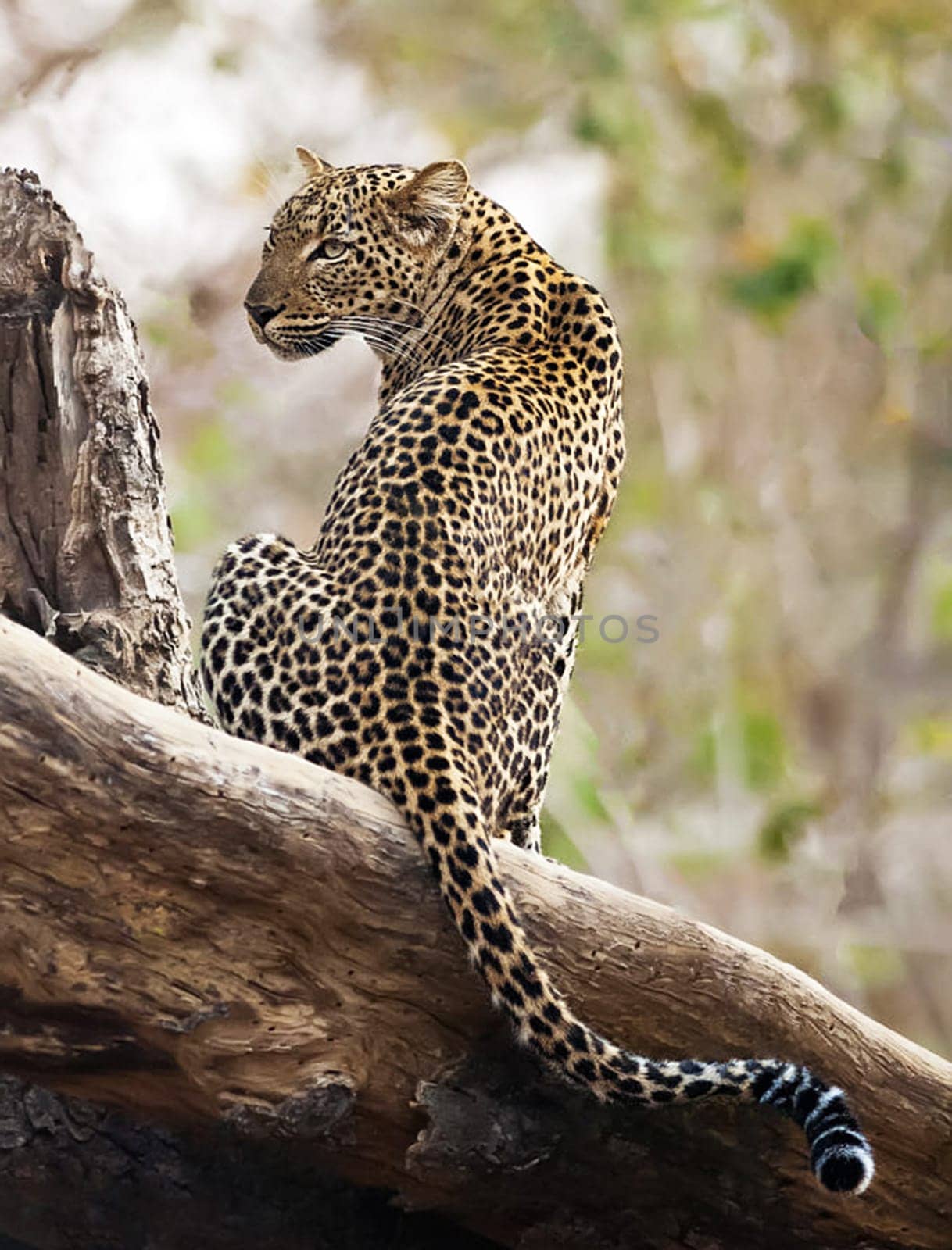 Magical Luangwa, Zambia wildlife pictures