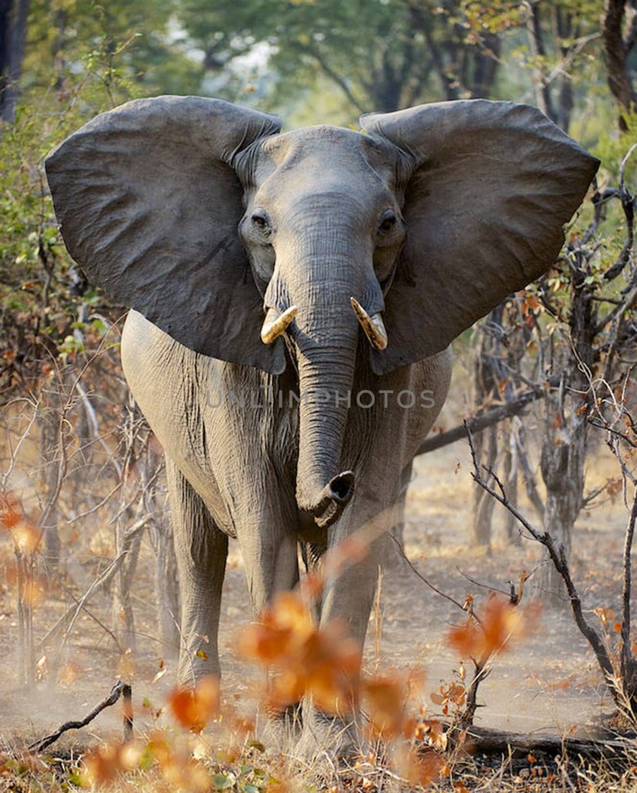 Creative Luangwa, Zambia wildlife pictures