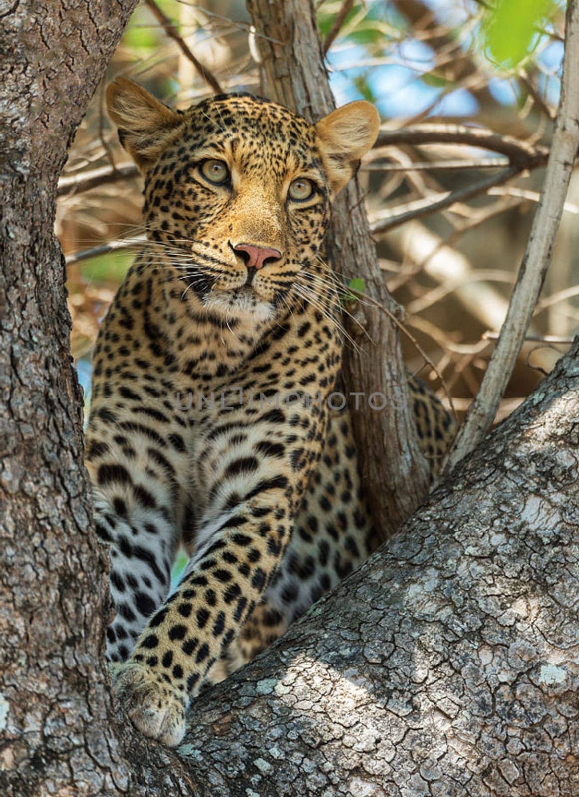 Creative Luangwa, Zambia wildlife pictures