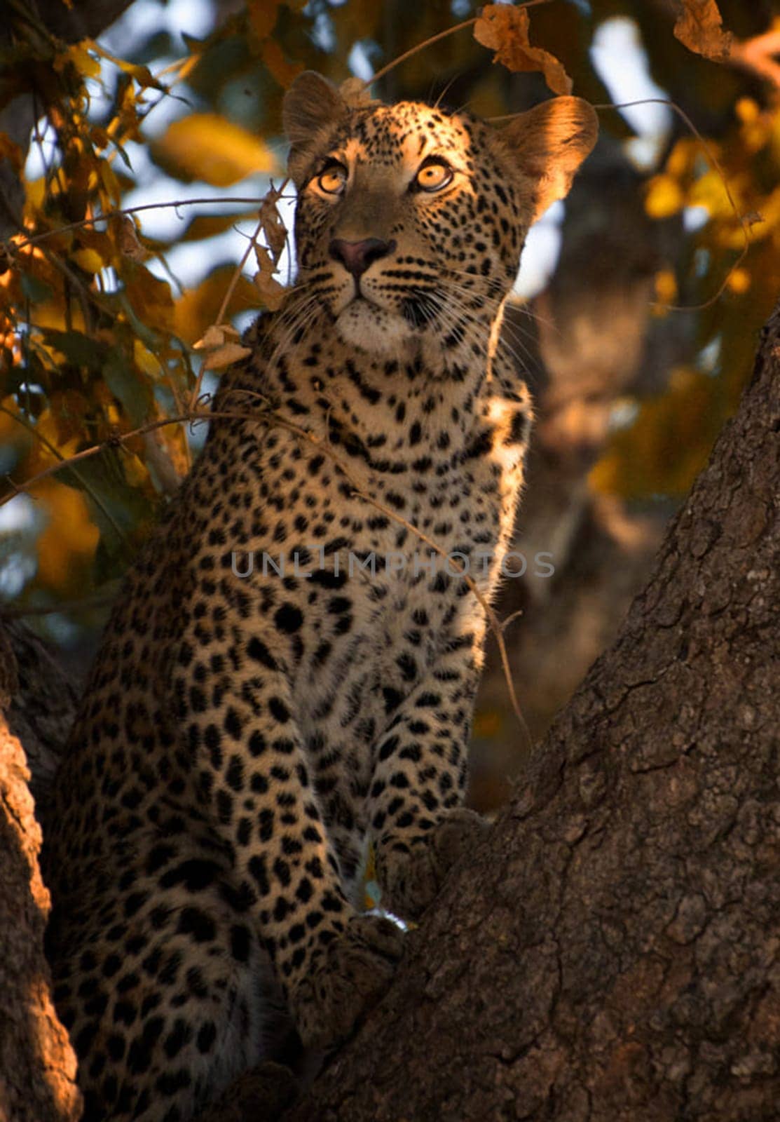 Creative Luangwa, Zambia wildlife pictures