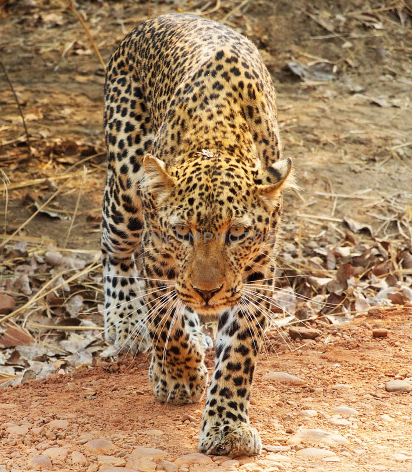 Creative Luangwa, Zambia wildlife pictures