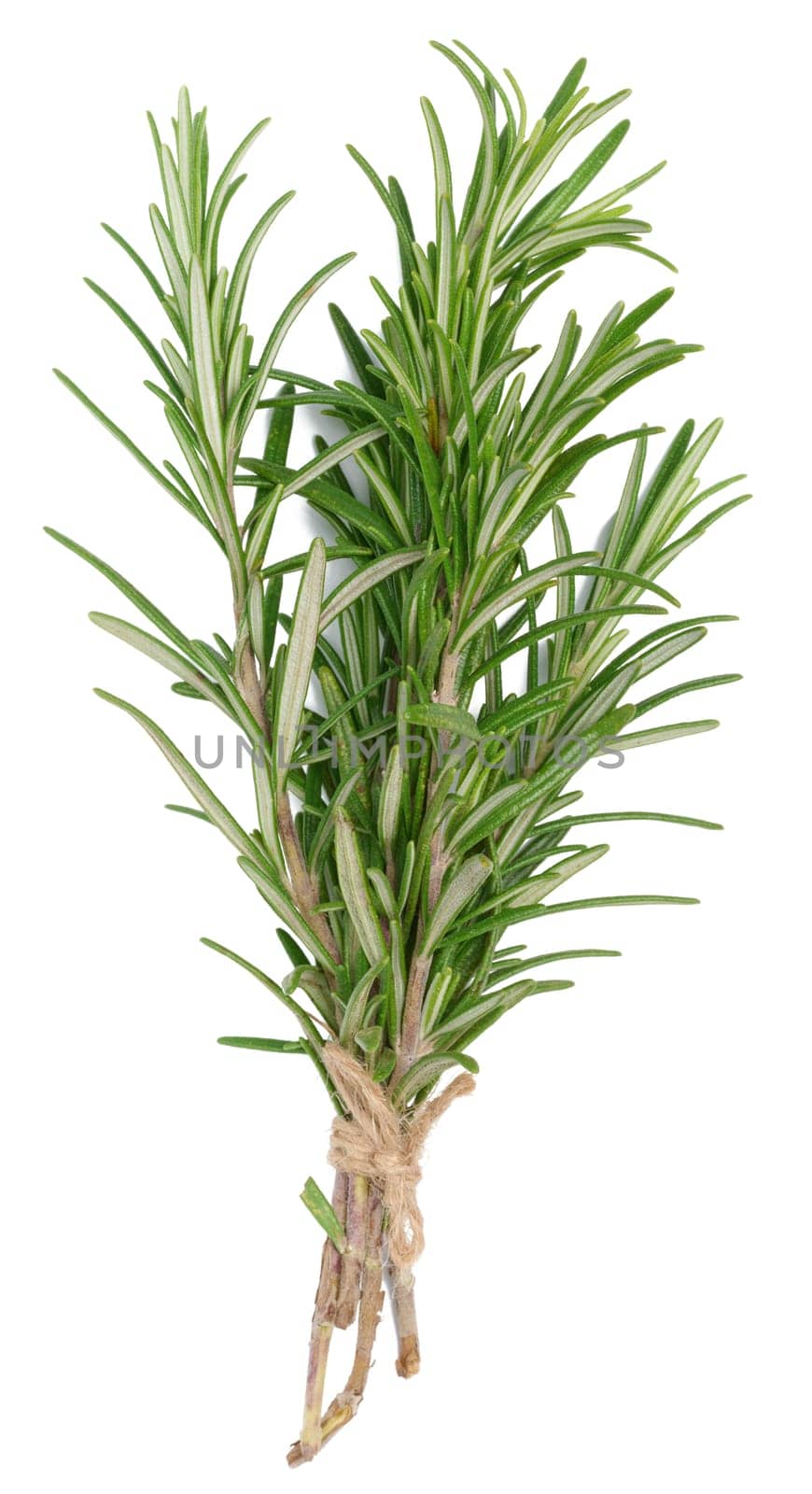 Fresh branches of rosemary with green leaves isolated on white background. Spice for meat, fish by ndanko