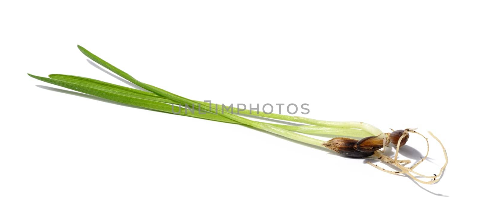 Green wheat sprouts on a white background, macro by ndanko