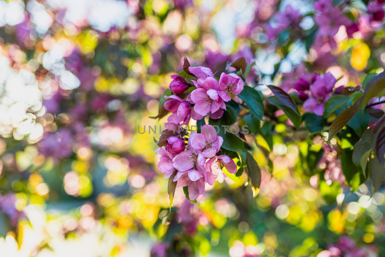 Spring blossom of a decorative apple tree, purple flowers on a green tree in the rays of the sunset by voronaman