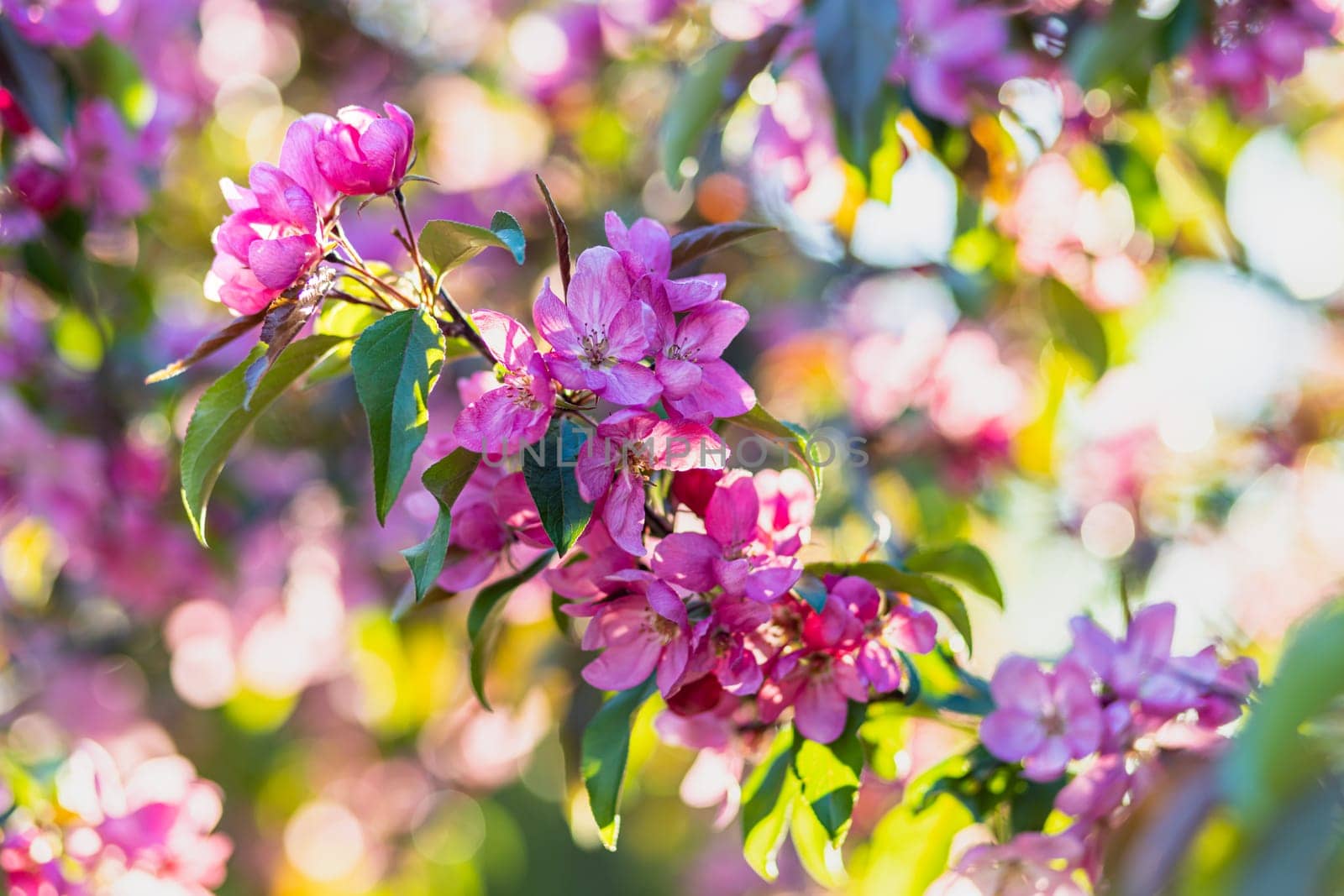 Spring blossom of a decorative apple tree, purple flowers on a green tree in the rays of the sunset.