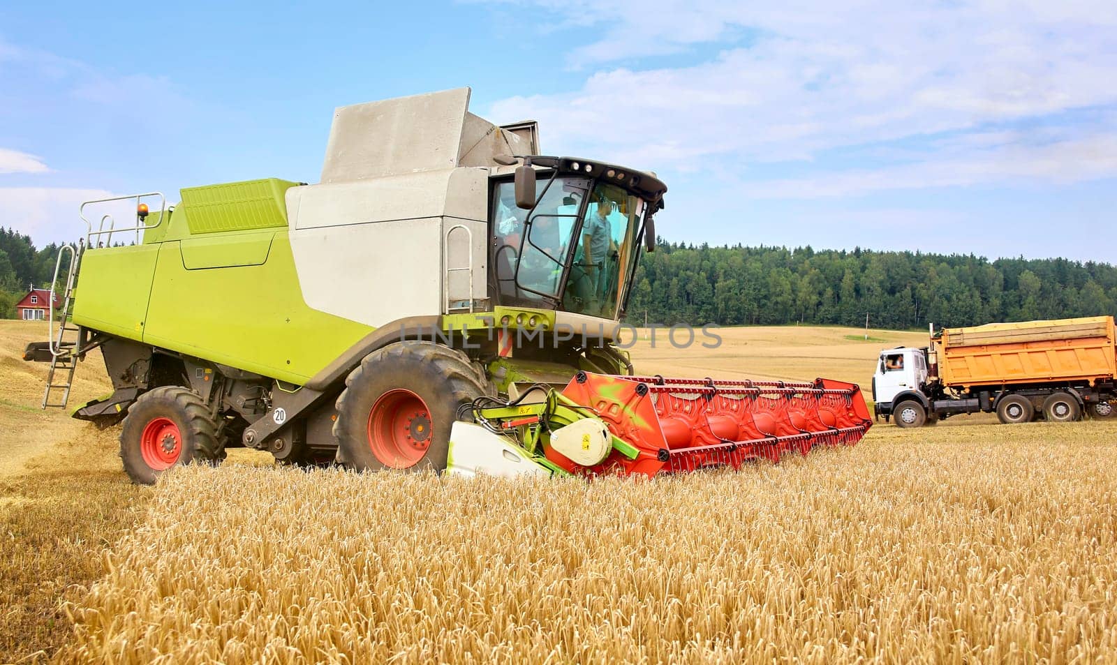 Combine to the mowing removes wheat on the field. Harvester removes the ripened wheat crop on the field