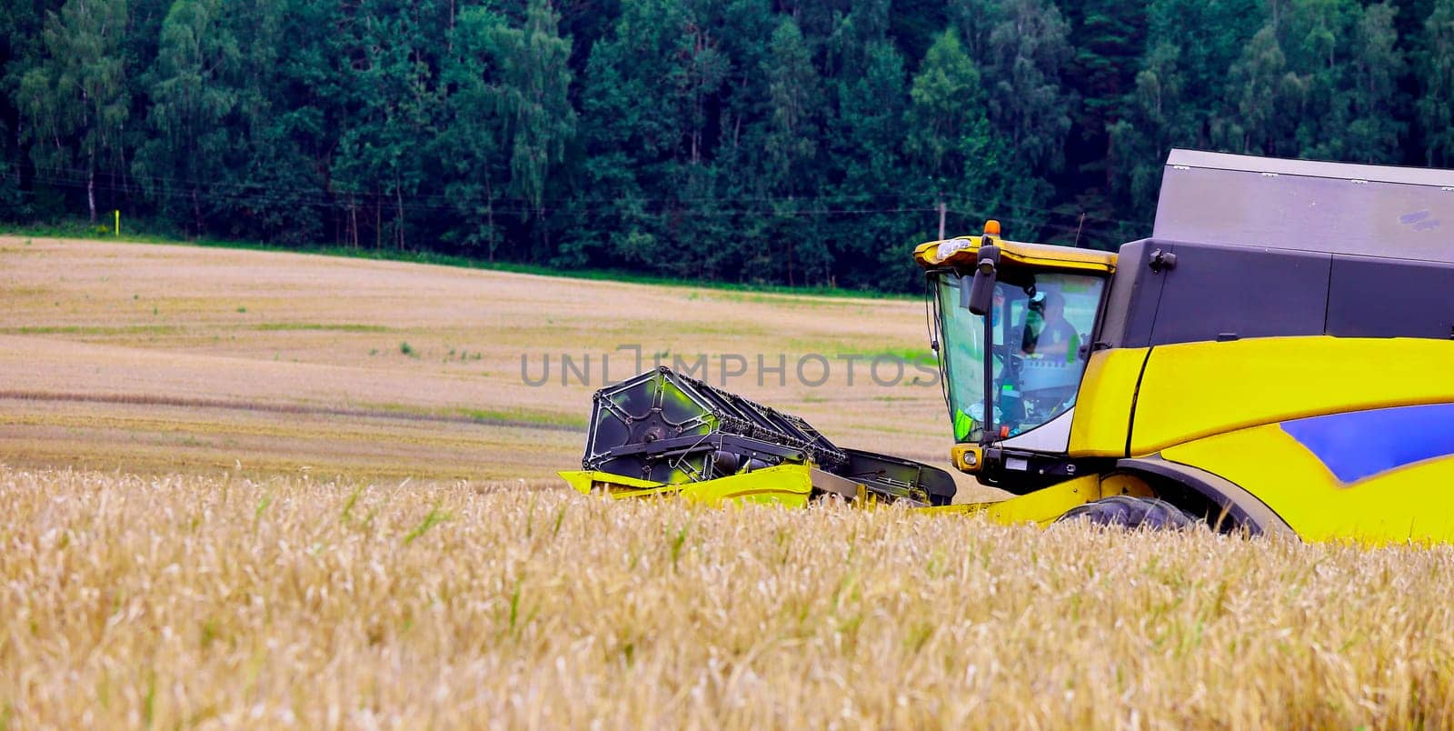 Combine to the mowing removes wheat on the field. Harvester removes the ripened wheat crop on the field