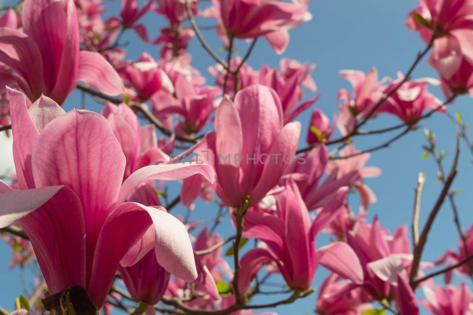 Gentle pink Magnolia soulangeana Flower on a twig blooming against clear blue sky at spring