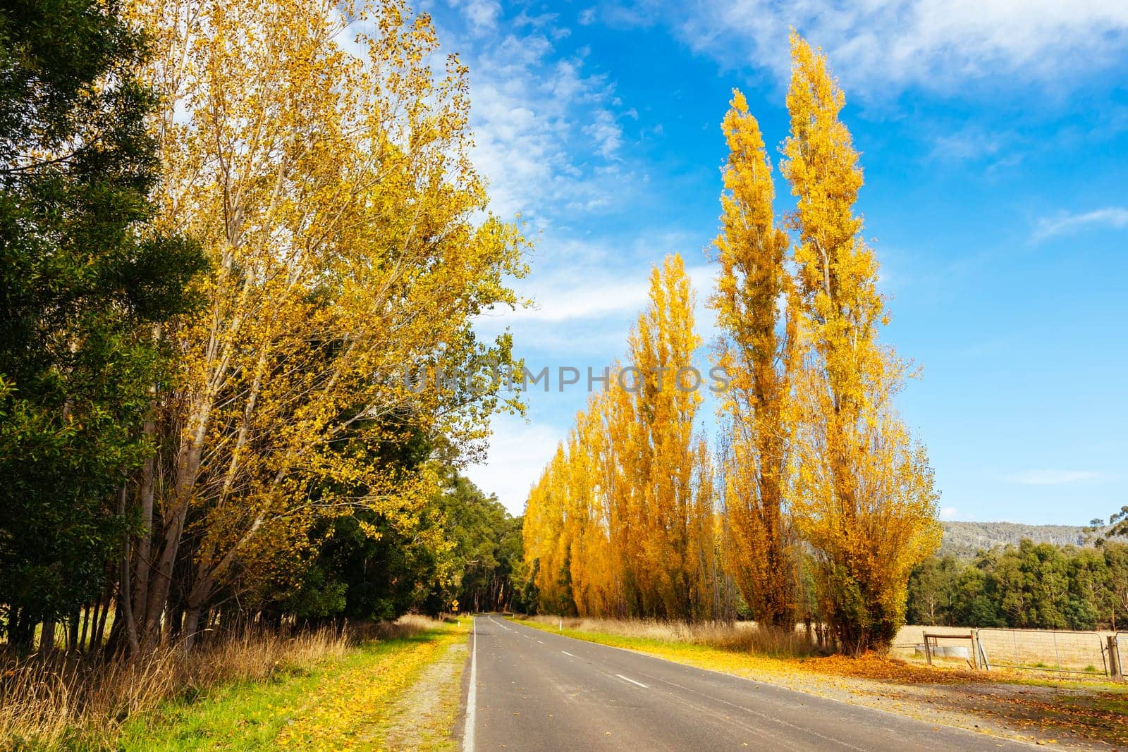 The iconic Gould Memorial Drive in autumn colours on the Buxton-Marysville Rd near the country town of Marysville in Victoria, Australia