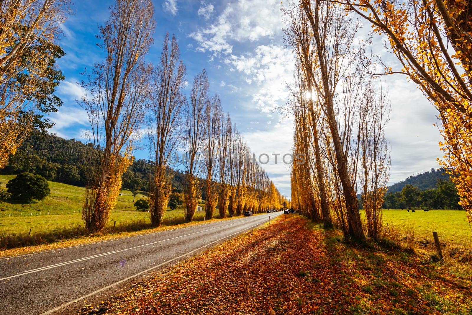 The iconic Gould Memorial Drive in autumn colours on the Buxton-Marysville Rd near the country town of Marysville in Victoria, Australia