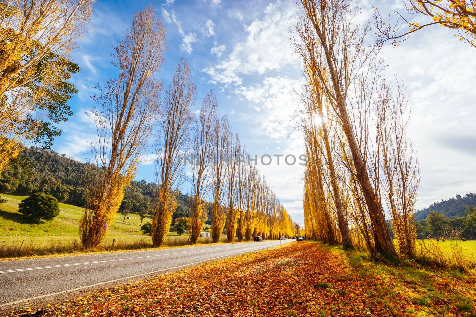 The iconic Gould Memorial Drive in autumn colours on the Buxton-Marysville Rd near the country town of Marysville in Victoria, Australia