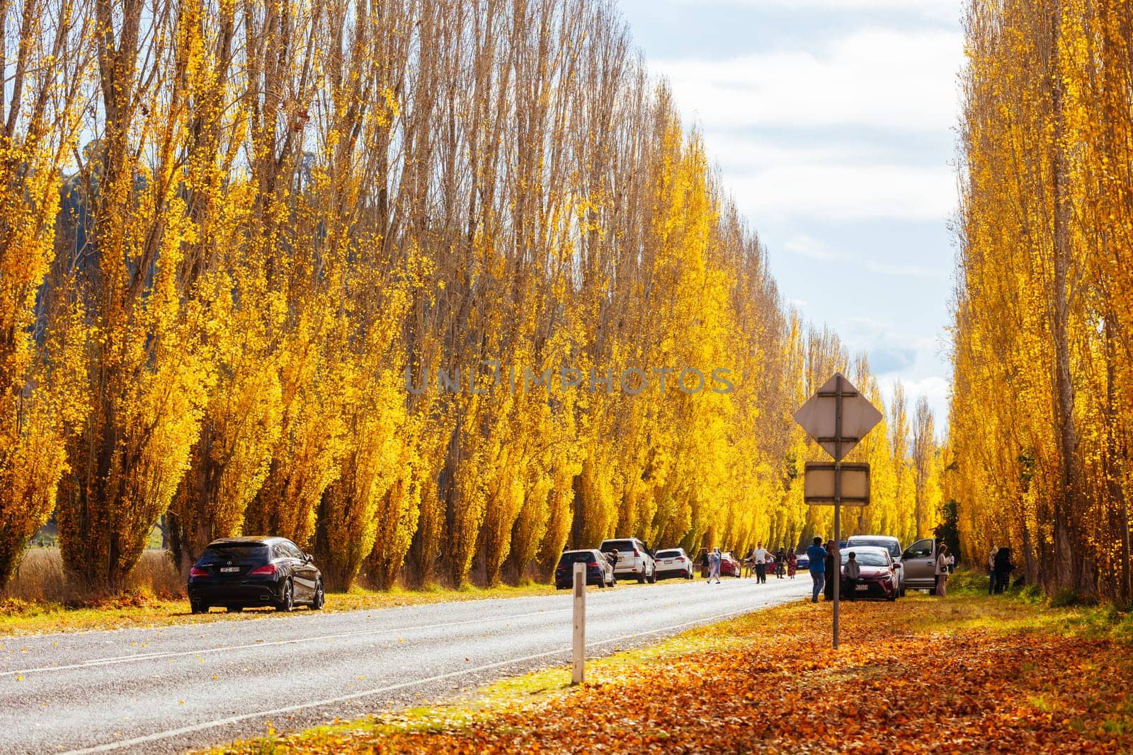 The iconic Gould Memorial Drive in autumn colours on the Buxton-Marysville Rd near the country town of Marysville in Victoria, Australia
